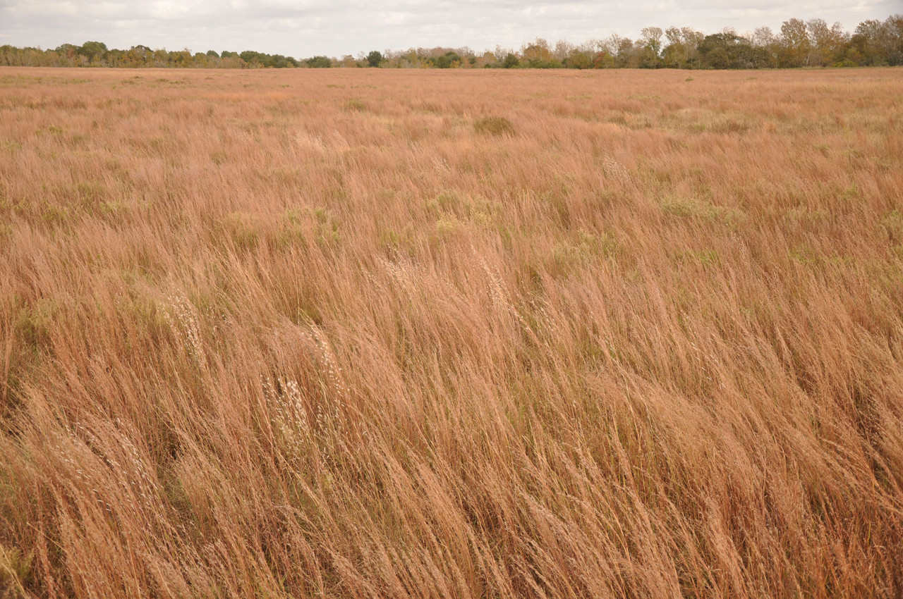 Gulf Coast Prairie